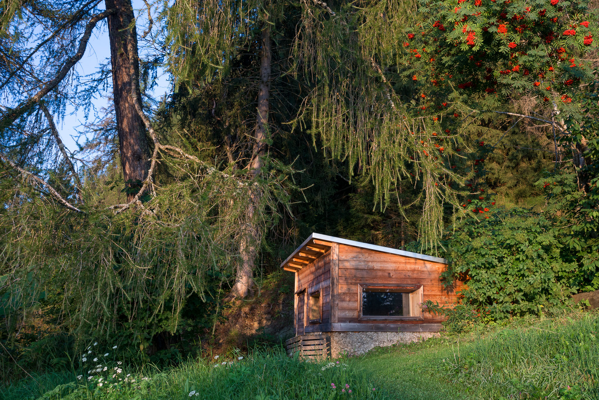 Die Waldsauna liegt versteckt unter Lärchen und Ebereschen.