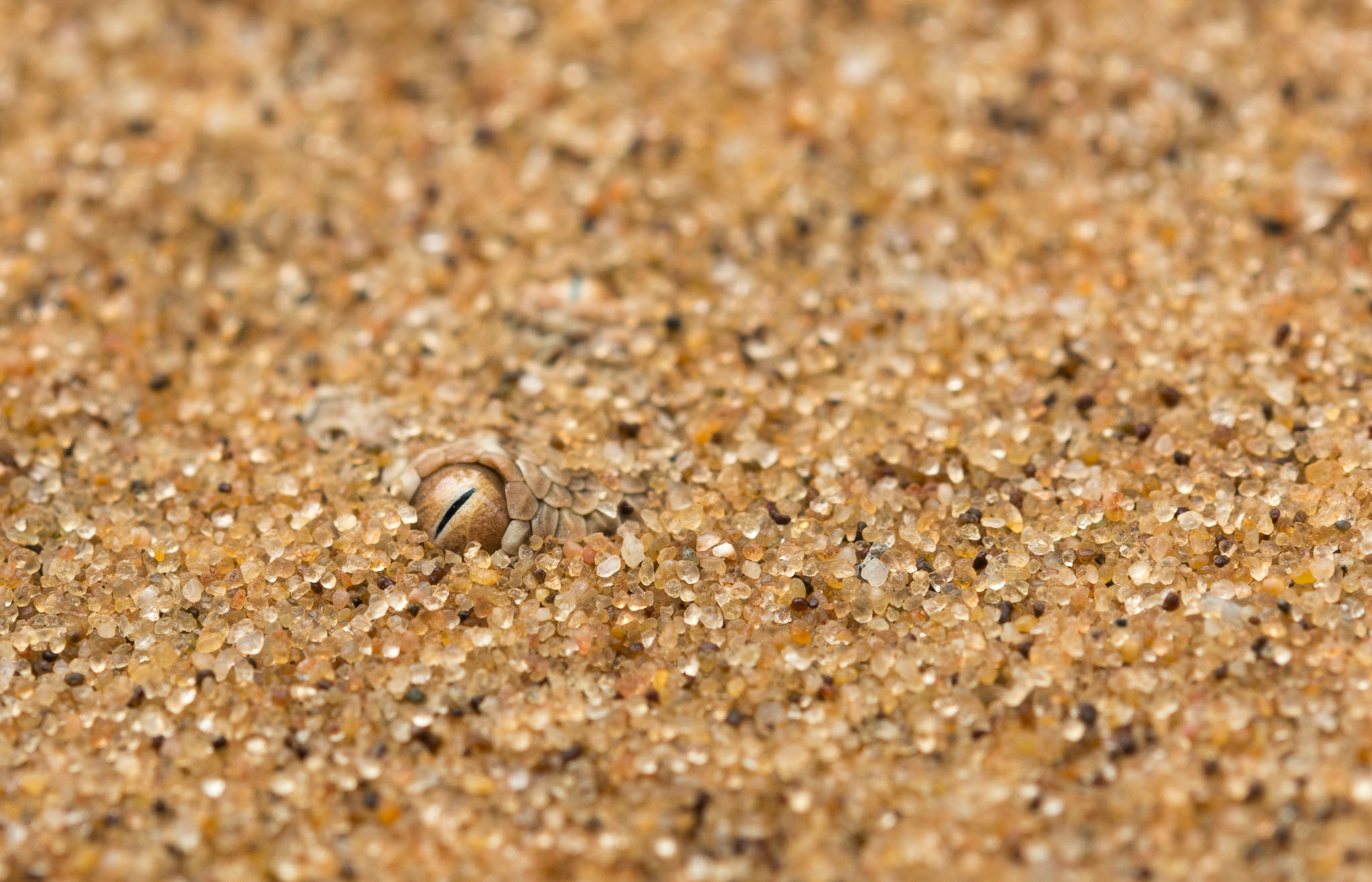 Eine Zwergpuffotter lauert im Sand vergraben auf Beute.