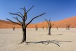vertrocknete Kameldornbäume im weltberühmten Deadvlei