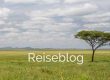 Das Wort "Reiseblog", Savanne und Schirmakazie