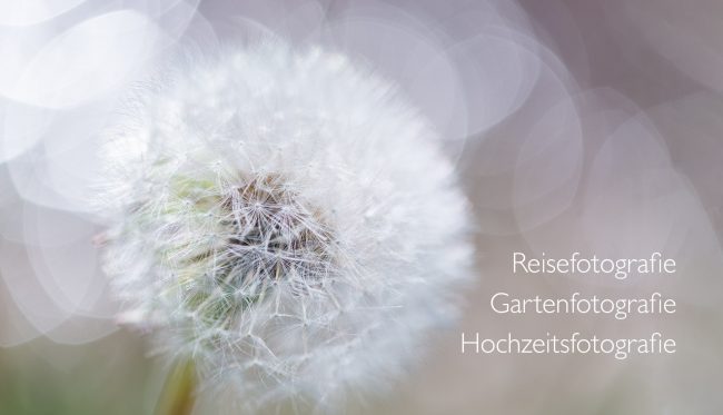 Titelbild Ira Aschermair - Reise-, Garten-, Hochzeitsfotografie