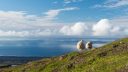 2 Schafe schauen von einem Berg auf das darunterliegende Meer